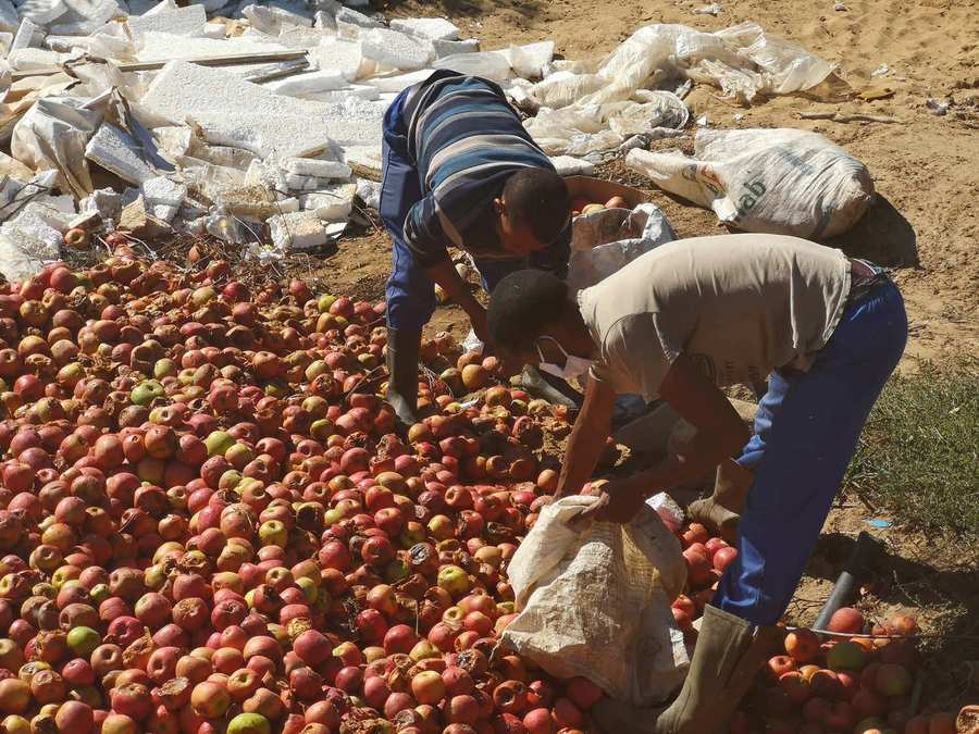 Workers sorting apples