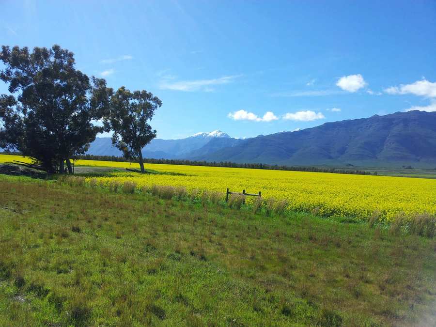 Canola fields, Western Cape agricultural landscape