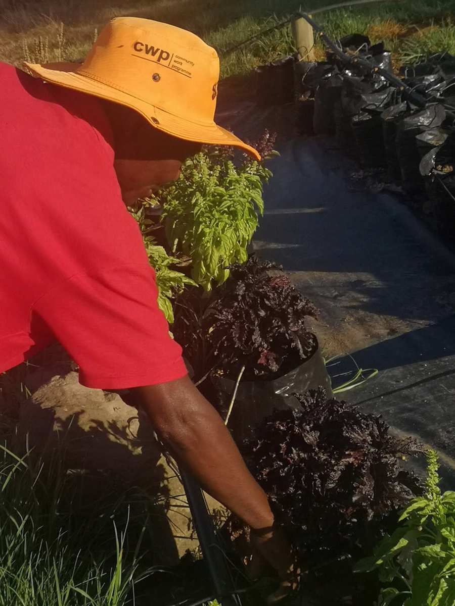 CWP participant tending seedlings