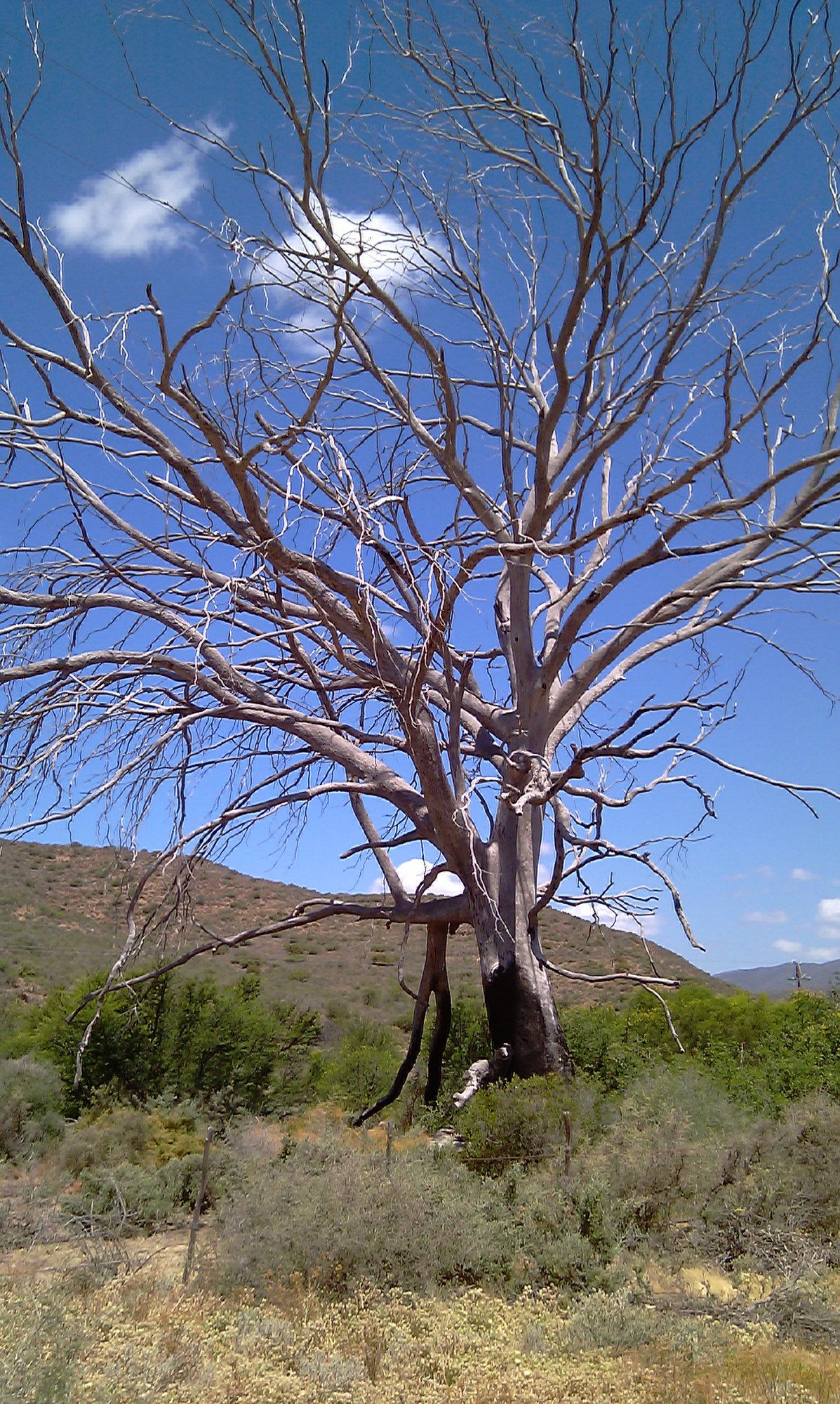 Dead tree, Karoo landscape