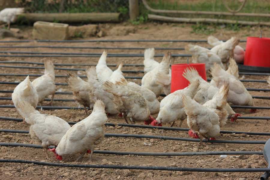 Free-range hens, agricultural enterprise