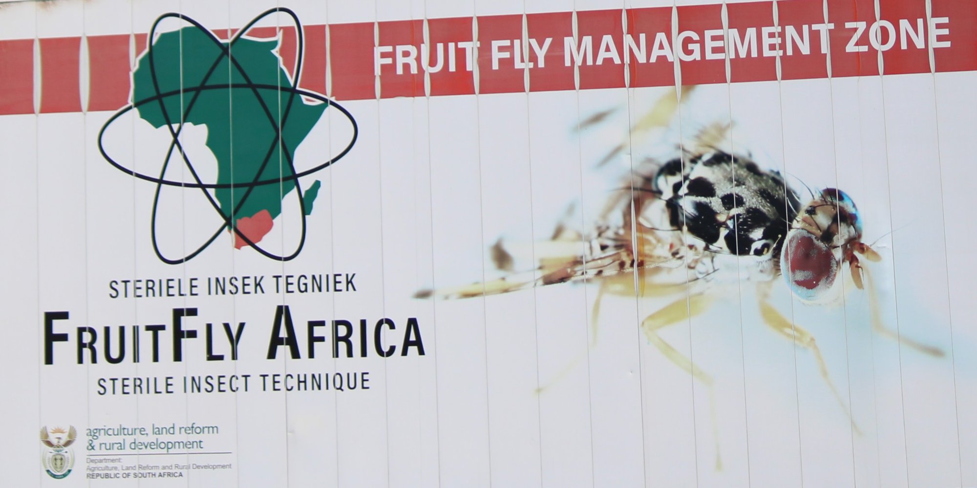 FruitFly Africa sterile insect technique programme