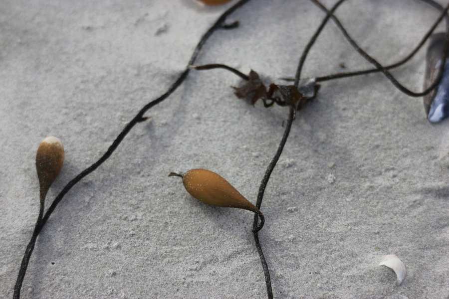 Kelp and sand, Western Cape coast