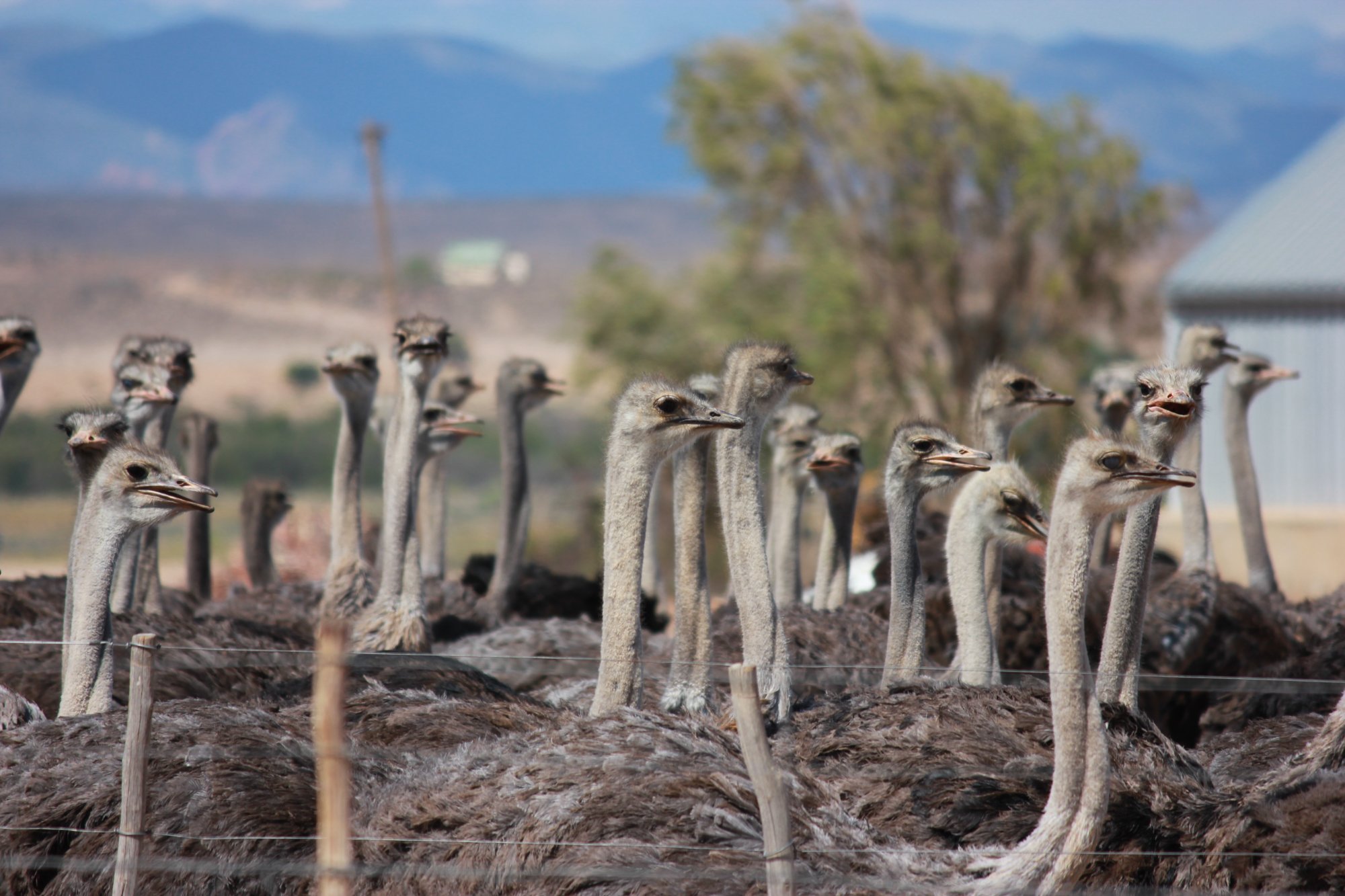 Ostriches, Klein Karoo