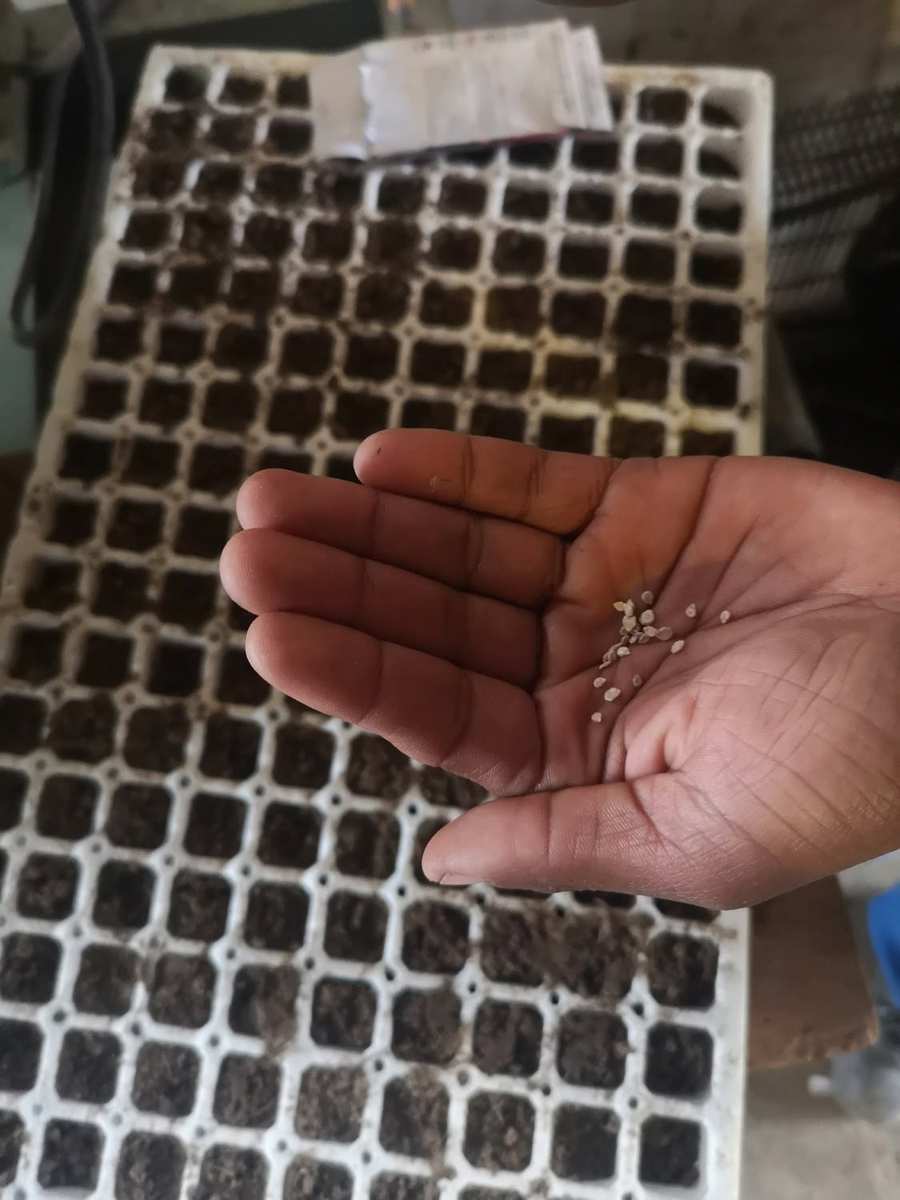 Seeds and seedling trays
